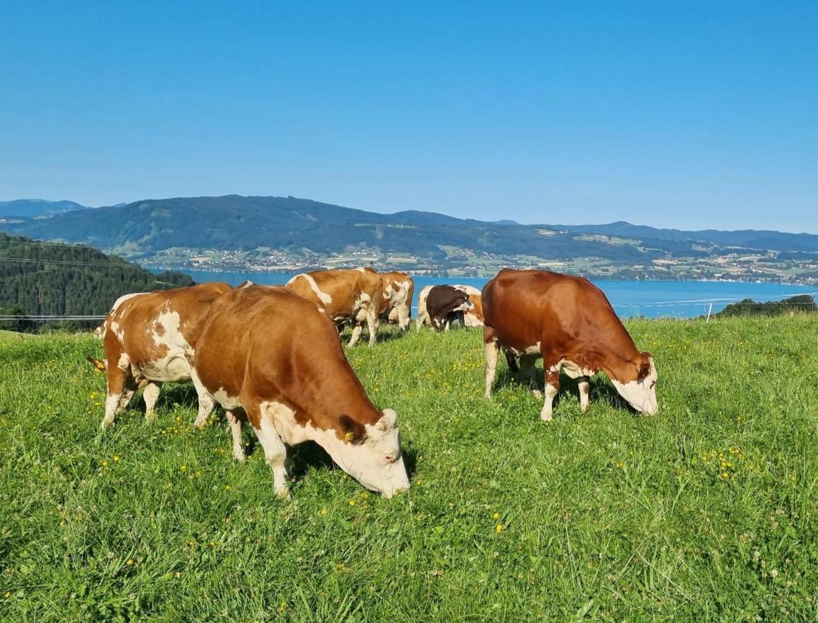Ferienwohnungen Schoebringer Weyregg Ngoại thất bức ảnh