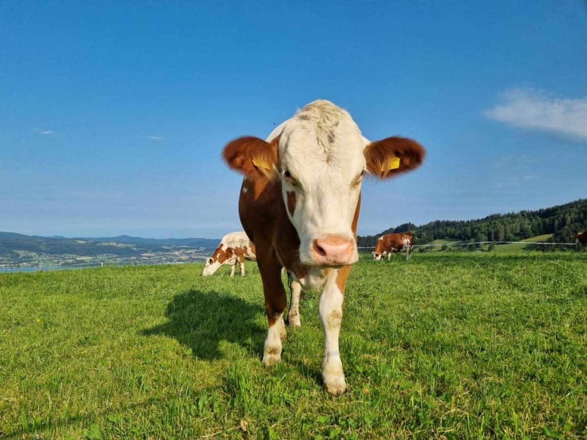 Ferienwohnungen Schoebringer Weyregg Ngoại thất bức ảnh